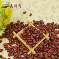 (Hebei original) british dard red kidney beans